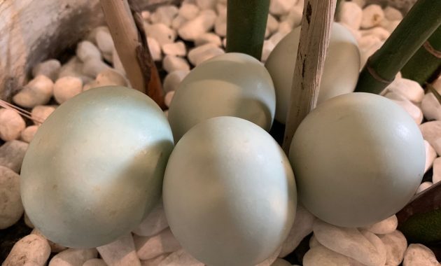 Telur bebek hasil inovasi Rizky dan kawan kawannya berupa telur bebek rendah kolesterol dan bebas bau amis