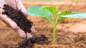 Jasad Manusia Jadi Kompos, Pakar Lingkungan: Bisa Tularkan Penyakit!