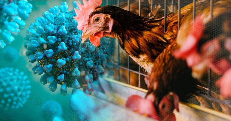 Flu Burung Muncul Kembali, Pakar Unair Sarankan Beli Ayam Potong Daripada Ayam Hidup