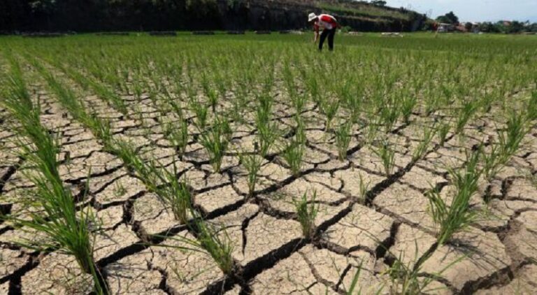 Terkait Dampak El-Nino, Pakar Lingkungan Ini Minta Pemerintah Indonesia Lakukan Sejumlah Antisipasi