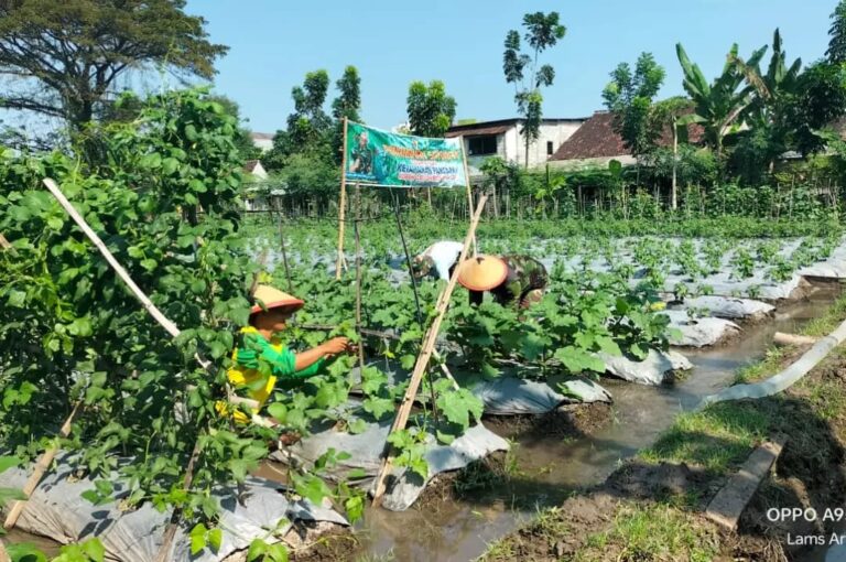 Berkat Tangan Dingin Danrem 081/DSJ, Asrama Bosbow Kian Produktif Dukung Ketahanan Pangan Pemerintah