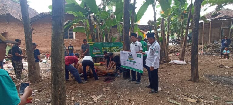 Implementasikan Nusantara Berqurban, NU Care Dan LazisNU Bungkal Sembelih Sapi Bersama Masyarakat Desa Pager