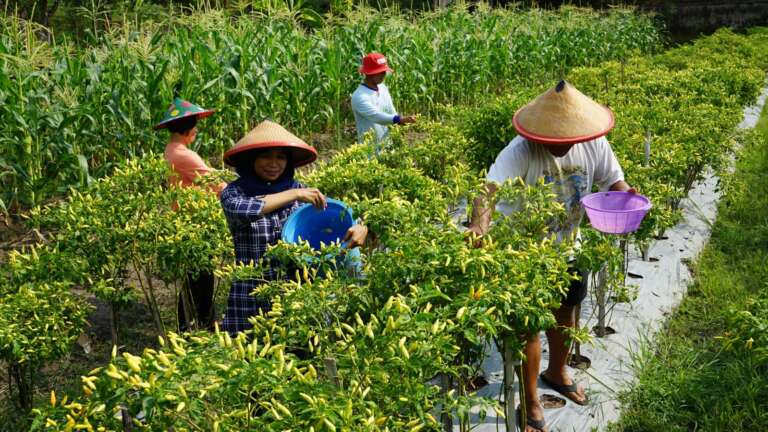 Harga Cabai Terbang Tinggi Tapi Ibu-Ibu di Madiun Ini Tidak Terdampak, Kok Bisa?