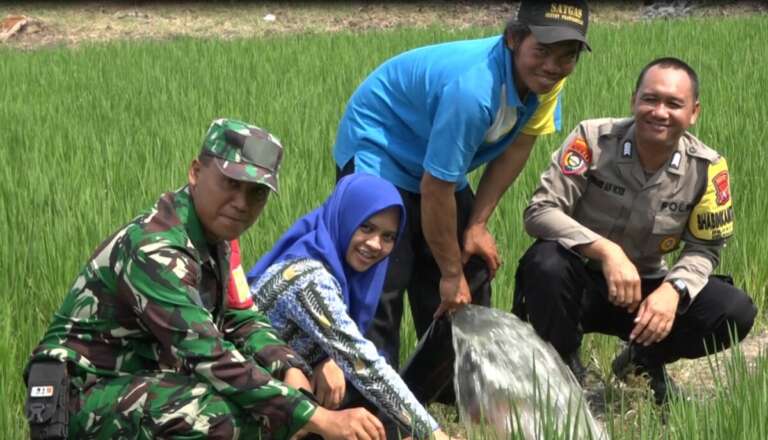 Program Kolaborasi Kementan- TNI AD Yang Hapus Mimpi Buruk Petani di Desa Gading