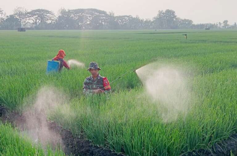 Budidaya Bawang Merah, Prajurit TNI Ini Mampu Raup Rp 30 Juta Sekali Panen