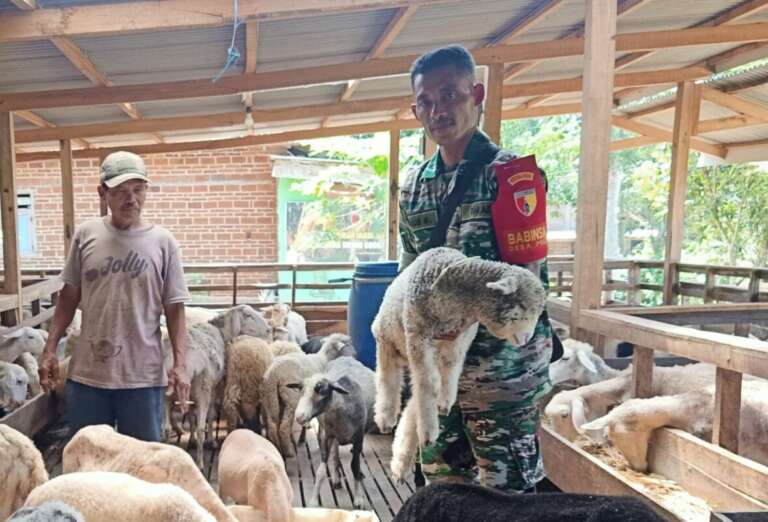 Bisnis Moncer Serma Agus Salim, Dari 10 Domba Jadi 100 Ekor Hanya Dalam 3 Tahun