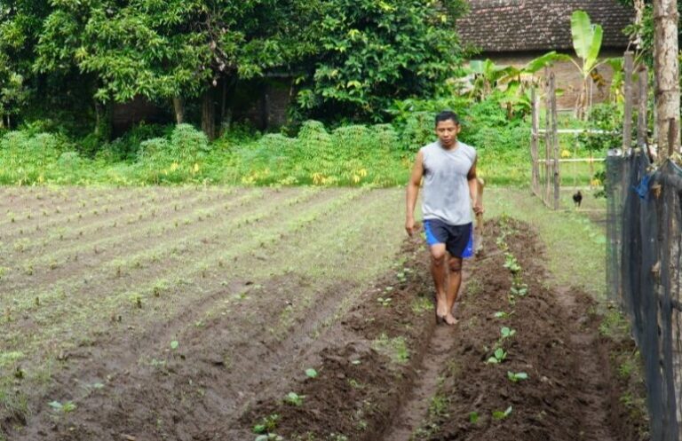 Tanam Sayuran dan Singkong, Upaya Letda Cke Isdayun Kait Ekonomi Keluarga 