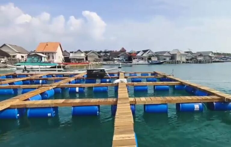 BALAD Grup Siap Tata Ulang Perikanan Budidaya Nasional, Usulkan Reformasi Ekspor Lobster Pada Prabowo