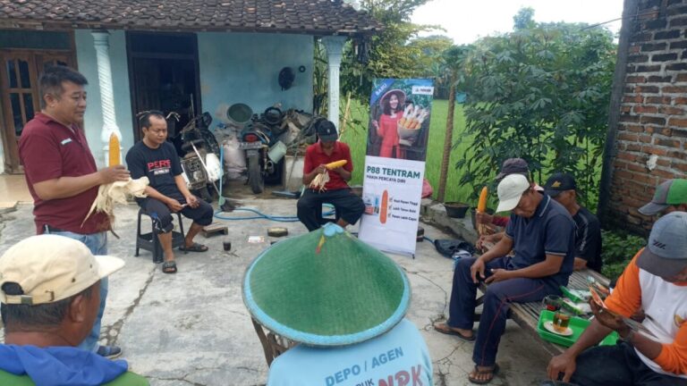 Ketika Benih Menjadi Janji: Petani Bancar Pilih P88 Tentram Hadapi Bulai