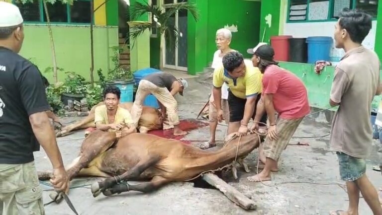 Sapi dari Urunan Siswa: Kurban SD Al-Islam Jadi Teladan Pendidikan Karakter