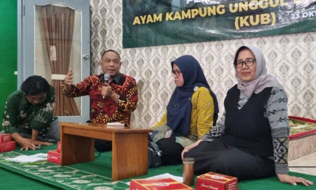 Ayam KUB, Inovasi Genetik di Tengah Tradisi Umbaran