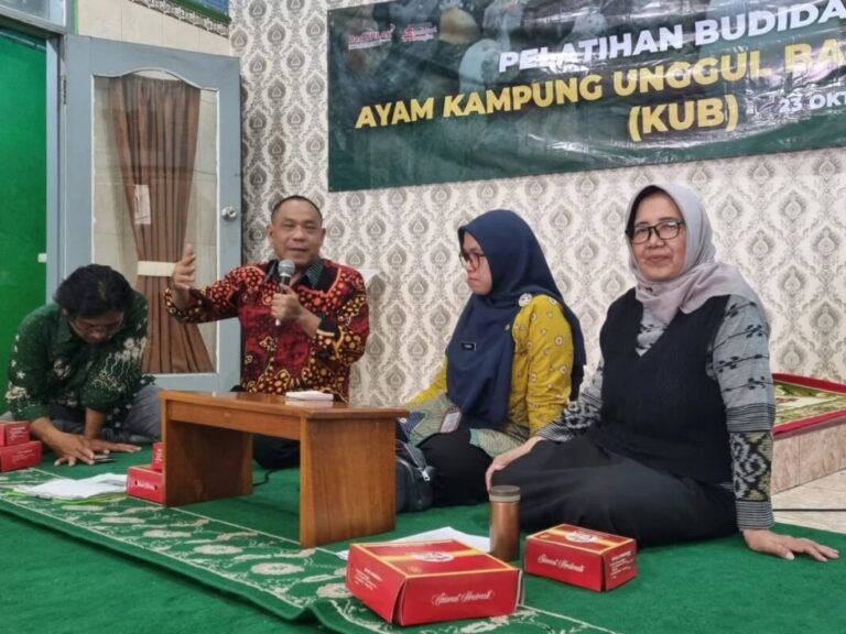 Ayam KUB, Inovasi Genetik di Tengah Tradisi Umbaran