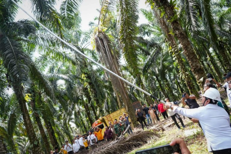 Transmigran Sukses Kelola Sawit, Wamen: Agar Berkelanjutan, Replanting Harus Direncanakan!