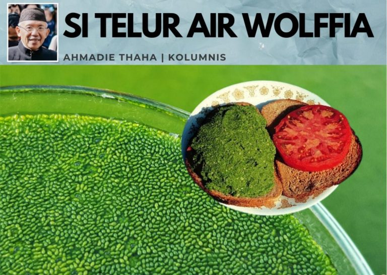 Si Telur Air Wolffia
