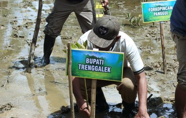 UPN Veteran Jawa Timur-Desa Wonocoyo Kolaborasi Riset Mangrove di Pesisir Trenggalek