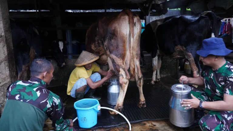 Saat Prajurit TNI Ikut Memerah Susu di Blitar, TMMD Menjadi Lebih dari Sekadar Pembangunan Desa