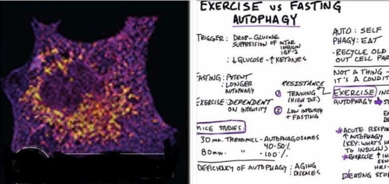 Esai Ramadan (2): Autofagi, Sains Mutakhir Menjawab Perintah Puasa