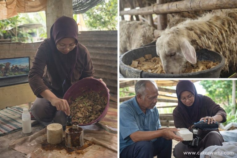 Mahasiswa Unair Kembangkan Pakan Ternak Berbasis Limbah Lokal di Lamongan