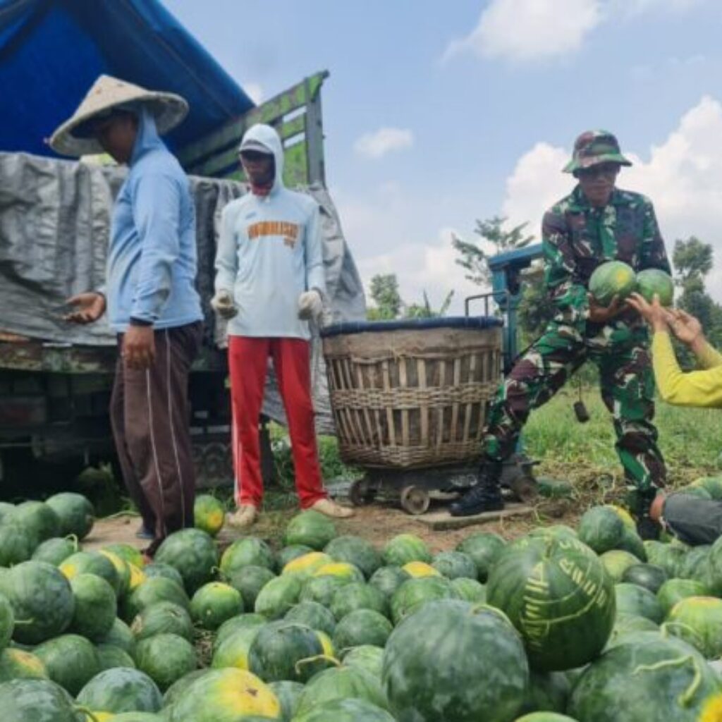 Dari Lahan 1,5 Hektar, Kompi Produksi Kodim Blitar Panen 10 Ton Semangka dan Bangun Model Pertanian Terpadu